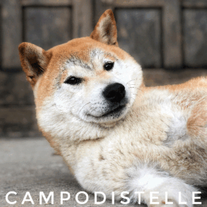 lux-del-campodistelle-shiba-inu-femmina-cane-chims-doge-4