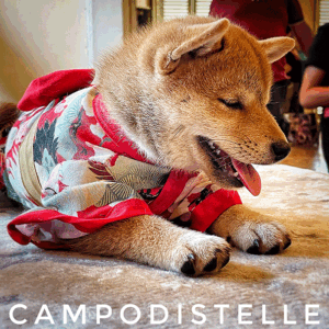 shiba-cucciolo-25